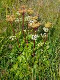 Ligusticum scoticum. Цветущее и плодоносящее растение. Исландия, полуостров Снайфедльснес, приморский луг. 08.08.2016.