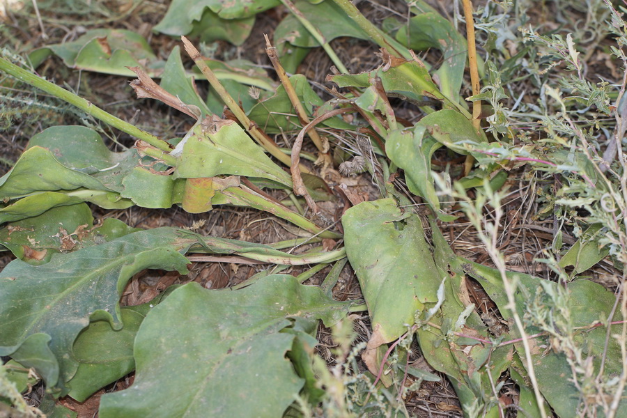 Image of Limonium bungei specimen.