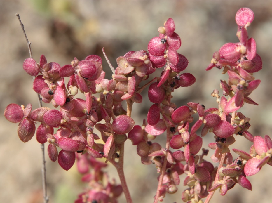 Image of genus Atriplex specimen.