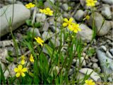 Ranunculus flammula. Верхушки цветущих растений. Украина, Ивано-Франковская обл., Поляницкий региональный ландшафтный парк, пойма р. Сукель. 25.06.2016.