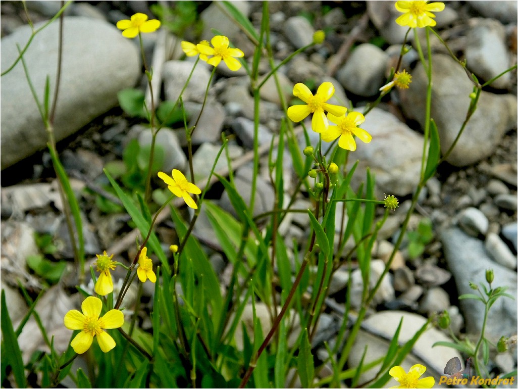 Изображение особи Ranunculus flammula.