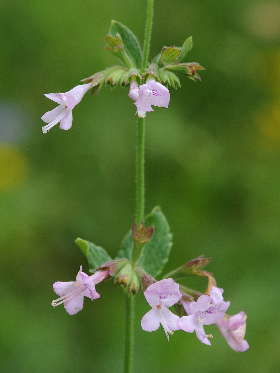 Изображение особи Lophanthus schrenkii.