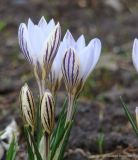 Crocus reticulatus