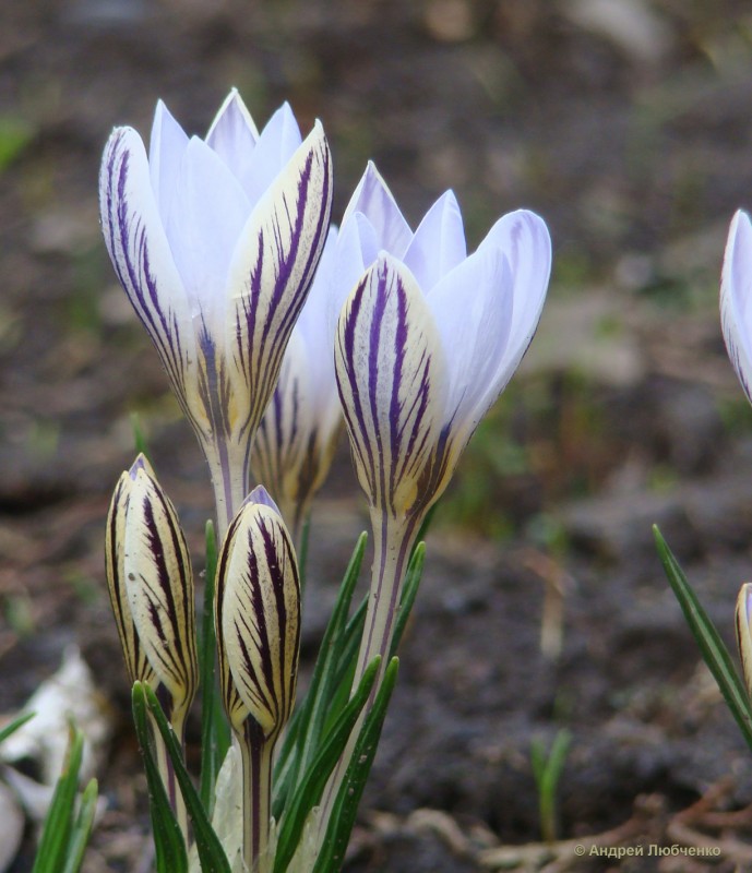 Изображение особи Crocus reticulatus.