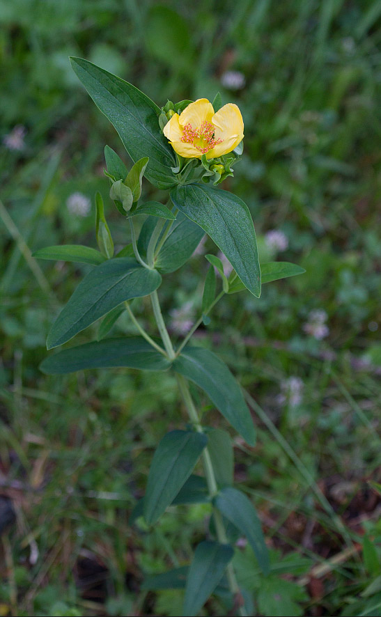 Image of Hypericum ascyron specimen.