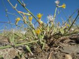 Chondrilla juncea. Основания побегов цветущего и плодоносящего растения. Южный Казахстан, Сырдарьинский Каратау, щебенистый конус выноса из ущ. Беркара, зона выпаса овец. 31 августа 2016 г.