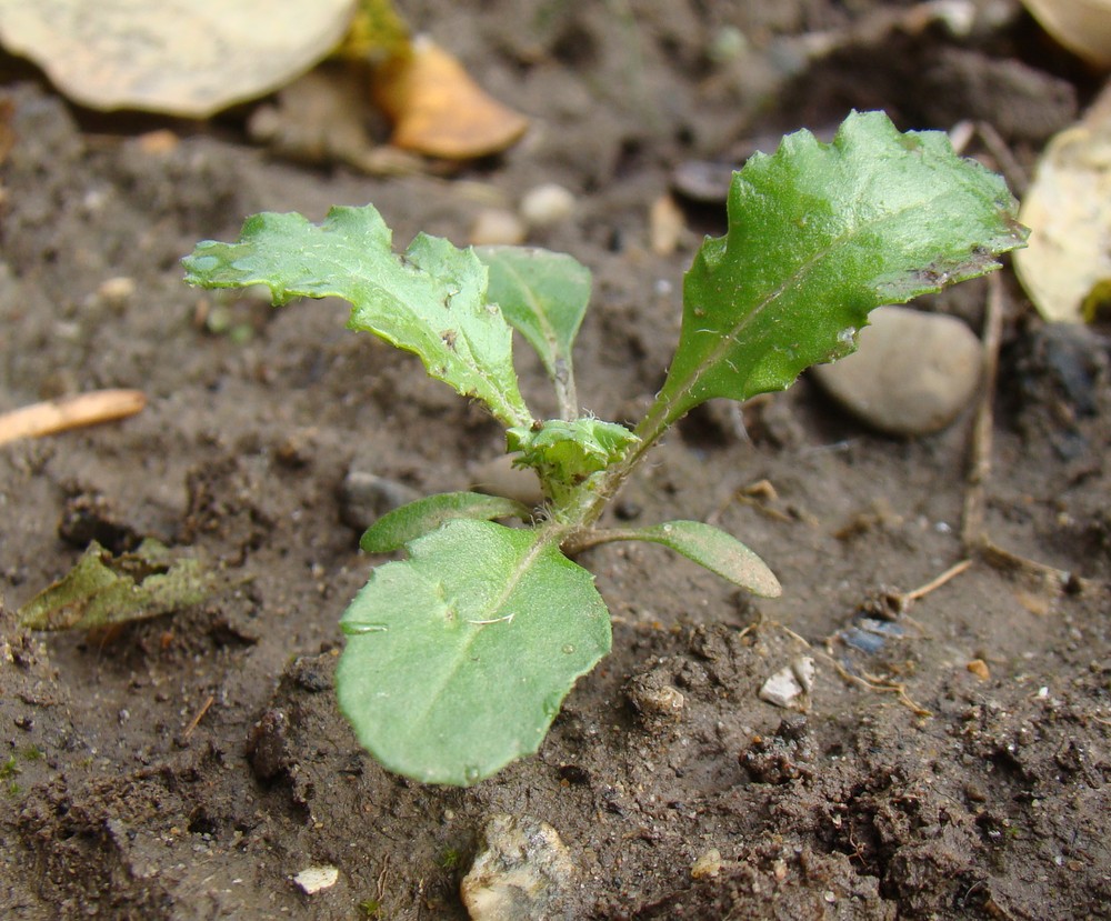 Изображение особи Senecio vulgaris.