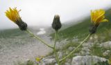 Hieracium macrolepis