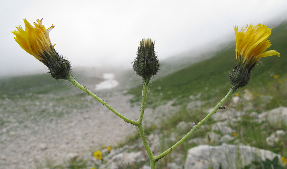 Image of Hieracium macrolepis specimen.