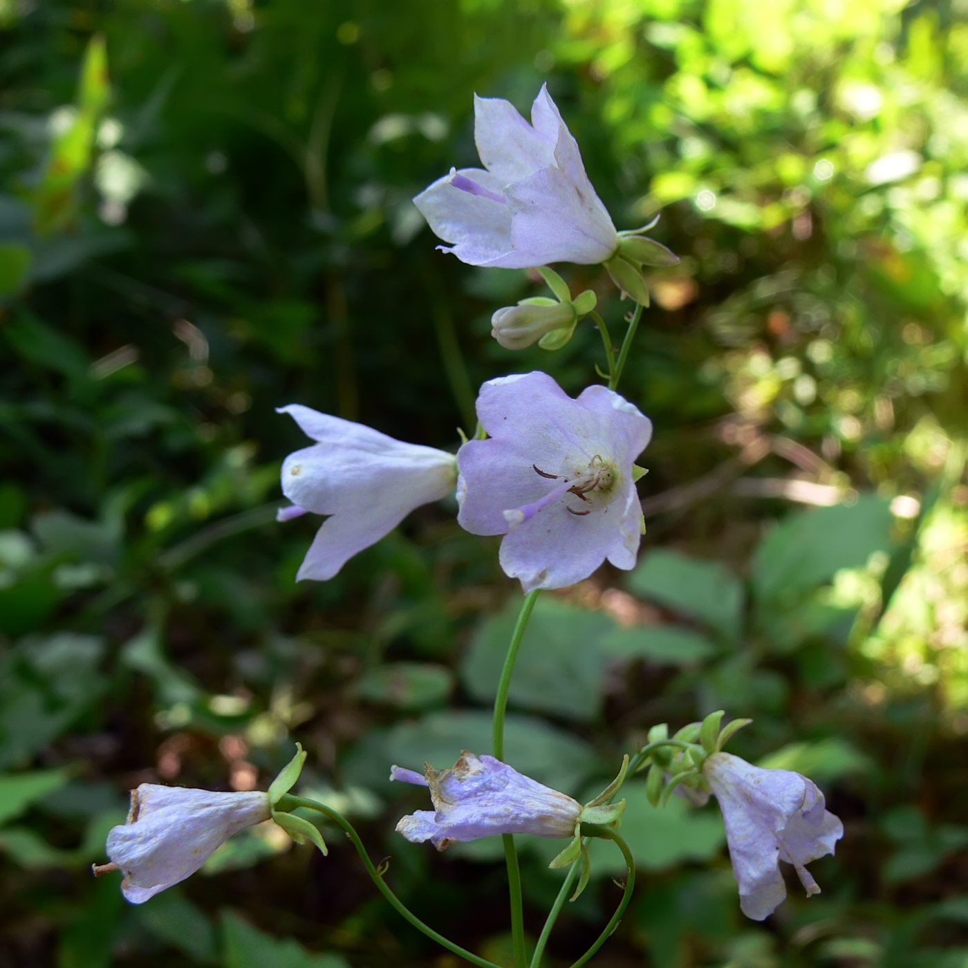 Изображение особи Adenophora divaricata.