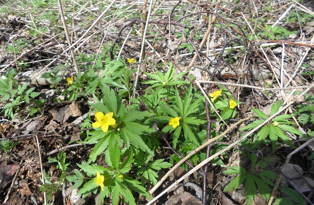 Image of Anemone ranunculoides specimen.