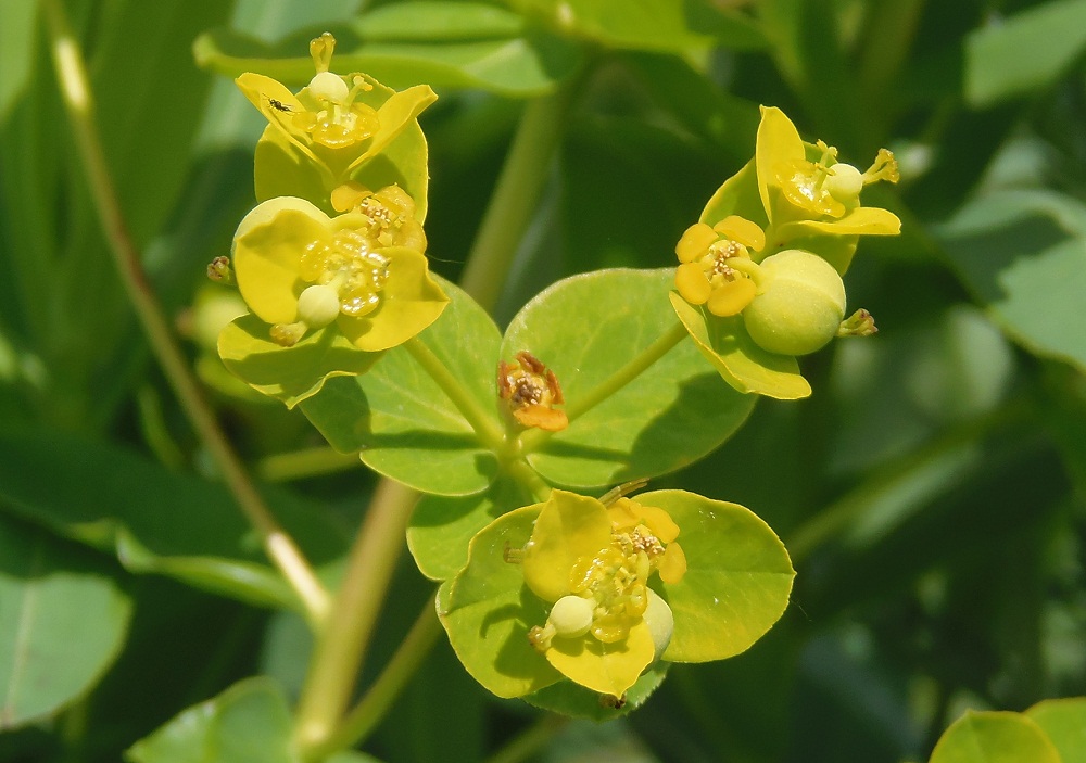 Image of Euphorbia villosa specimen.