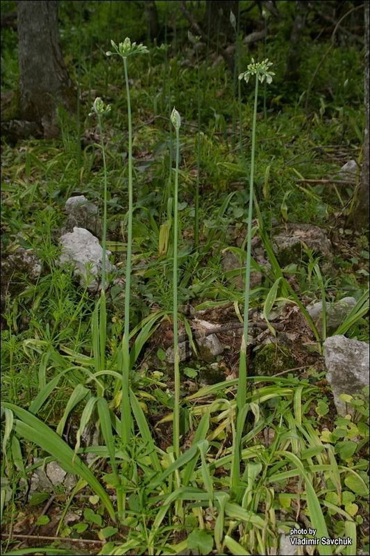 Image of Nectaroscordum bulgaricum specimen.