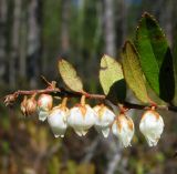 Chamaedaphne calyculata