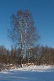 Betula pendula. Взрослые деревья в состоянии зимнего покоя. Беларусь, Витебская обл., пос. Езерище, обочина просёлочной дороги. 06.01.2017.