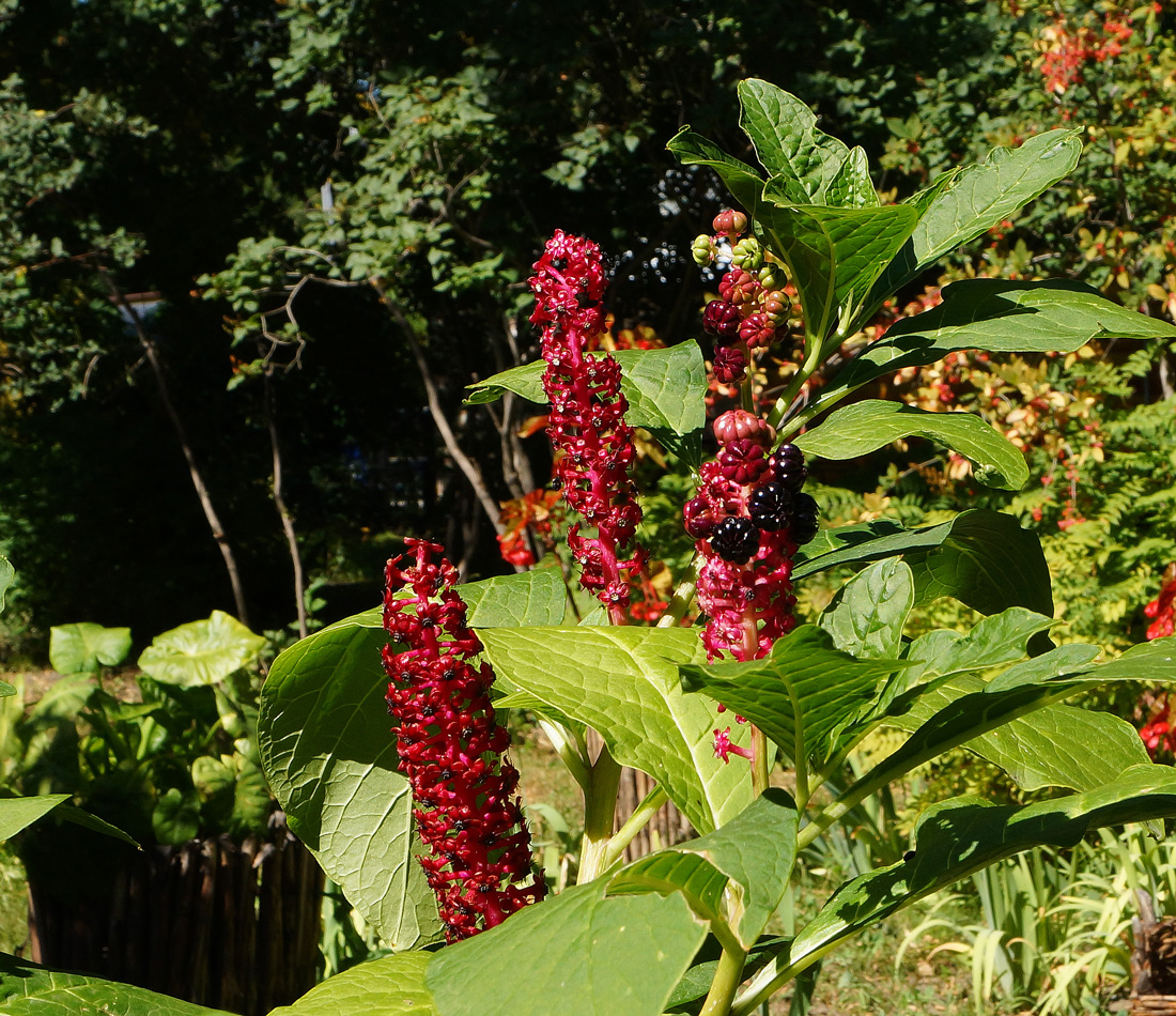 Изображение особи Phytolacca acinosa.