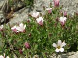 Gypsophila violacea. Цветущие и бутонизирующие растения среди камней на крутом склоне. Магаданская обл., Ольский р-н, Ольское побережье, распадок руч. Наледный. 15.07.2015.