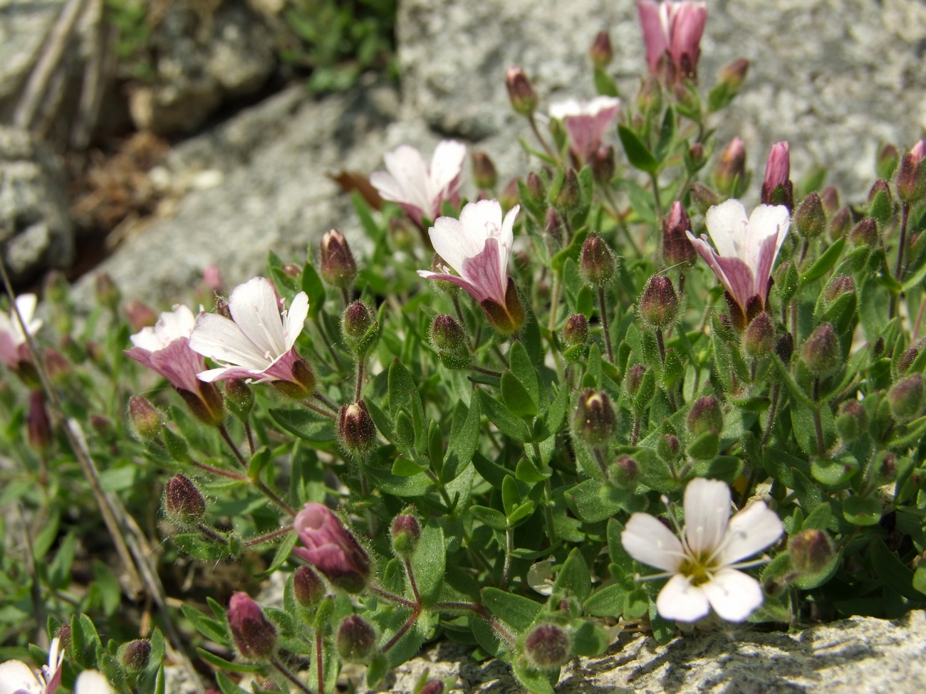 Image of Gypsophila violacea specimen.