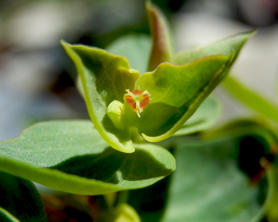 Image of Euphorbia aulacosperma specimen.