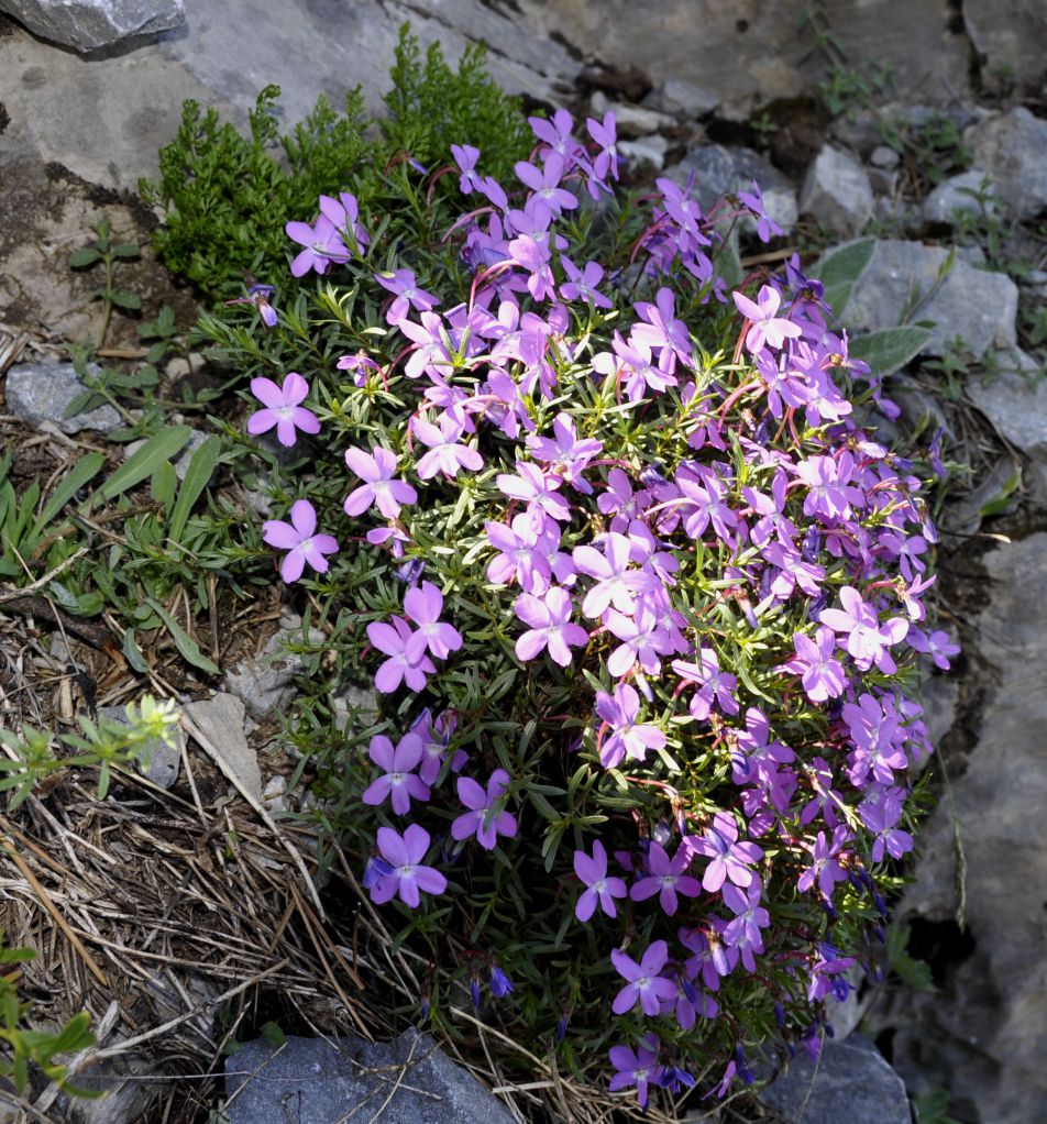 Изображение особи Viola delphinantha.