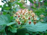 Physocarpus opulifolius. Соцветие c завязавшимися плодами. Пензенская обл., Лунинский р-н, окр. с. Ферлюдинка, левый берег р. Шукша, опушка сосново-широколиственного леса. 19 июня 2015 г.