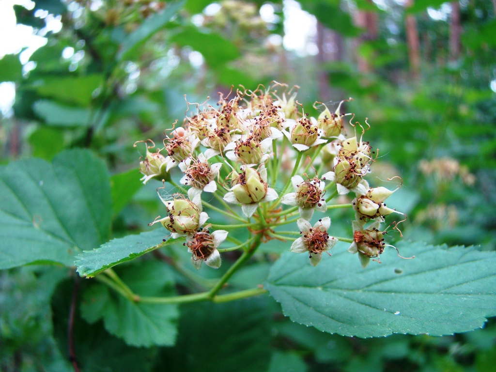 Image of Physocarpus opulifolius specimen.