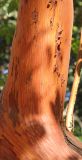 Arbutus × andrachnoides. Участок ствола со следами отслоившейся прошлогодней коры. Крым, Никитский ботанический сад, в культуре. 22 июня 2016 г.
