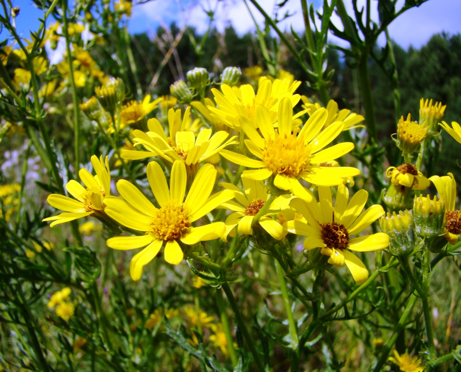 Image of Senecio erucifolius specimen.