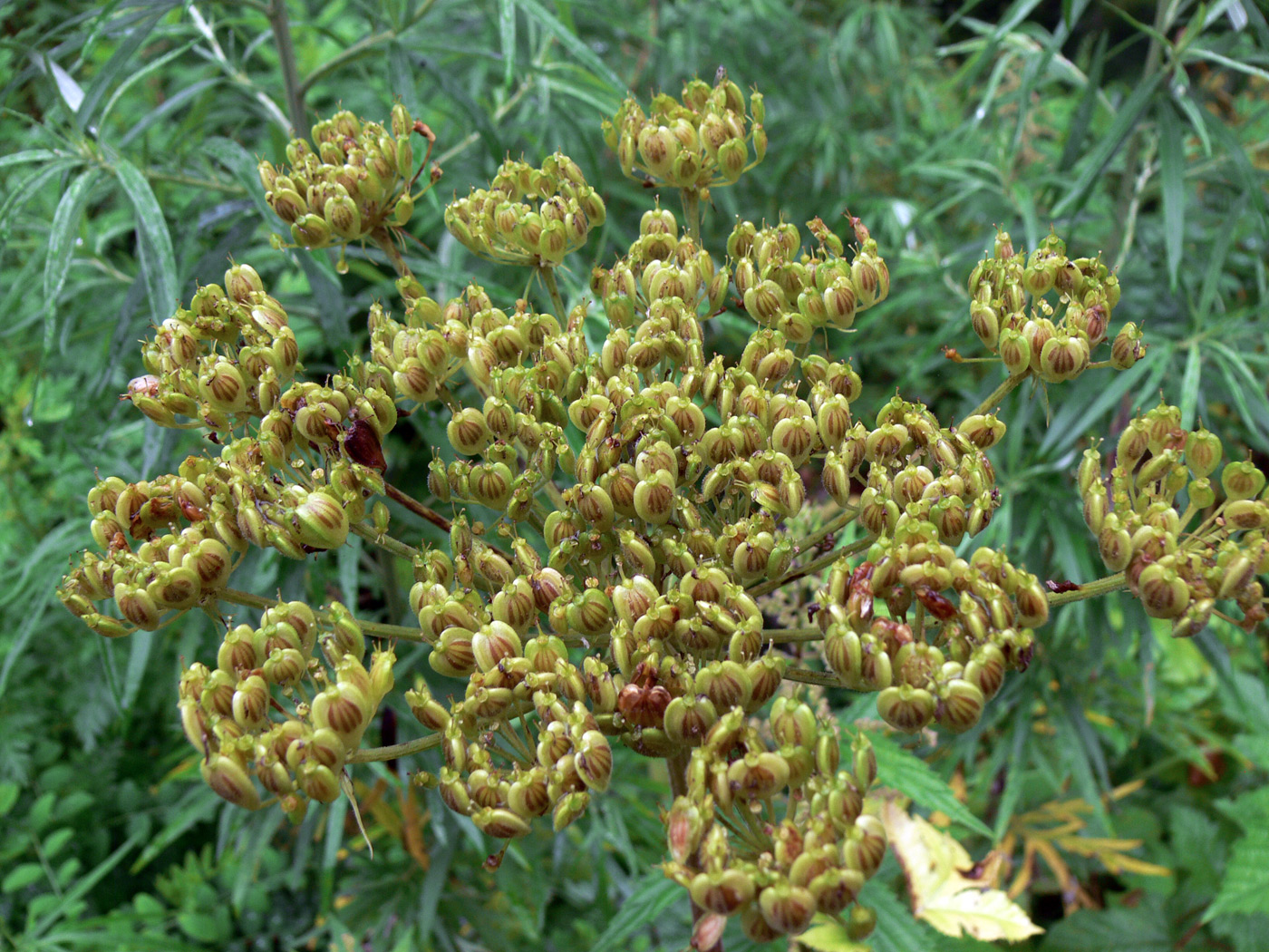 Изображение особи Heracleum dissectum.