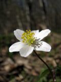 Anemone nemorosa