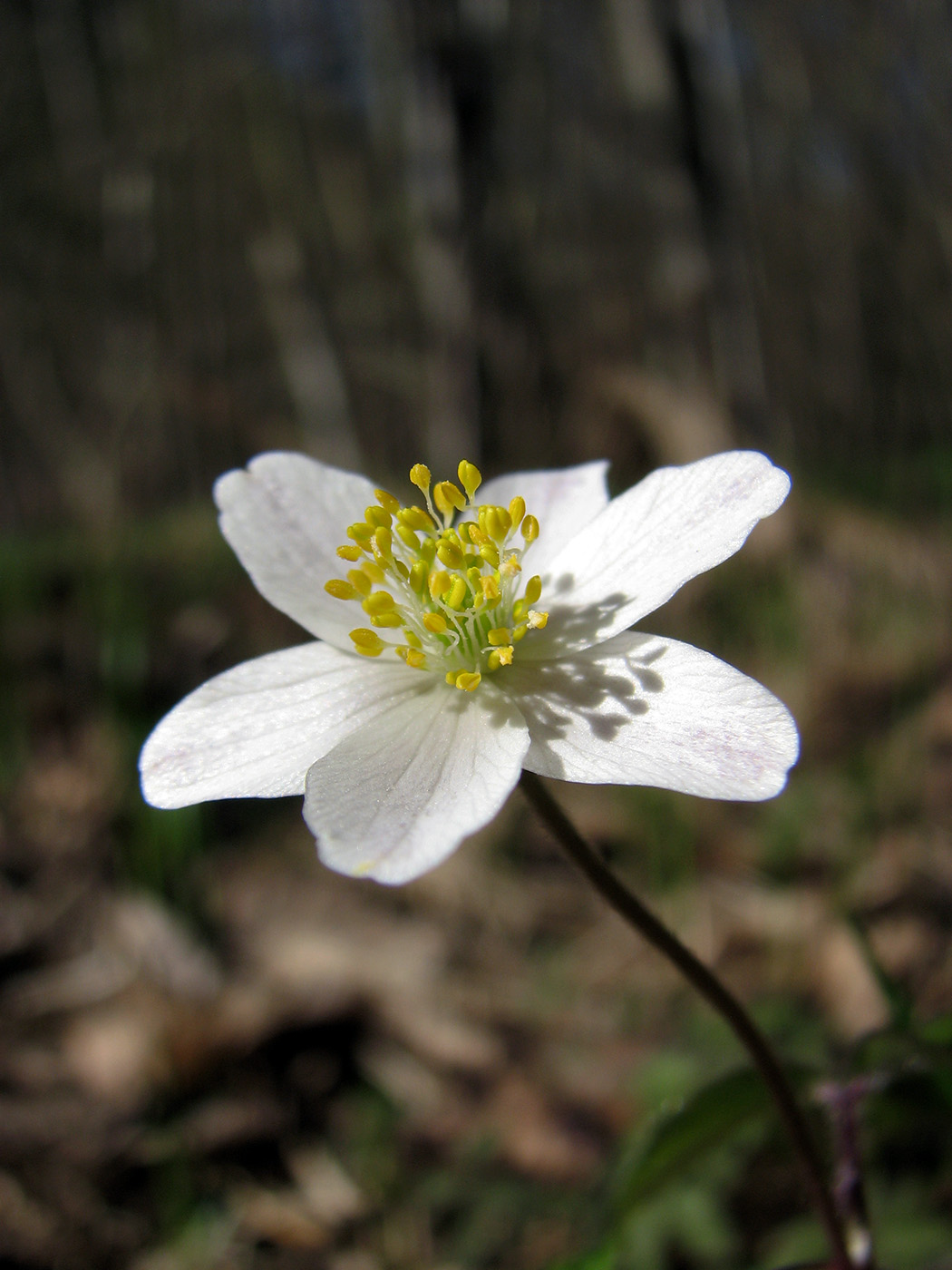 Image of Anemone nemorosa specimen.