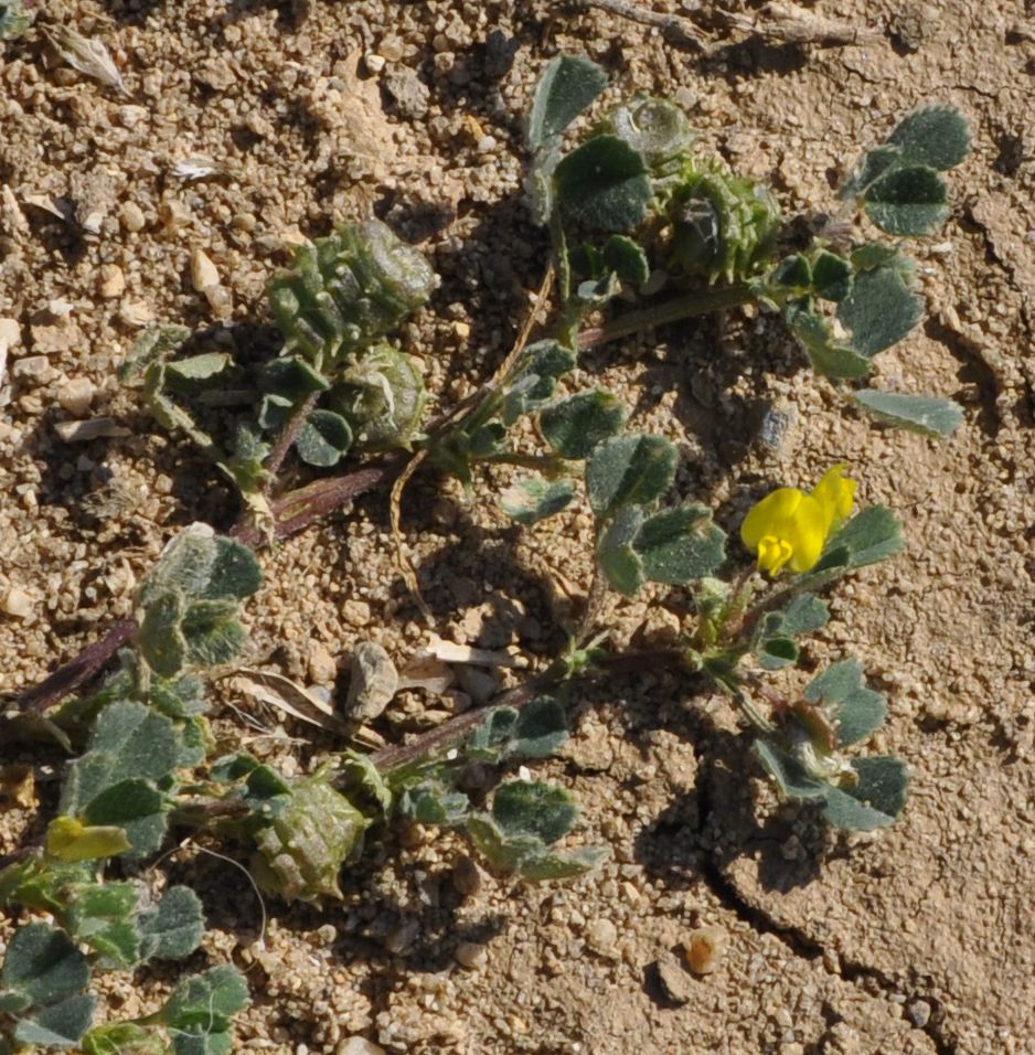 Изображение особи род Medicago.