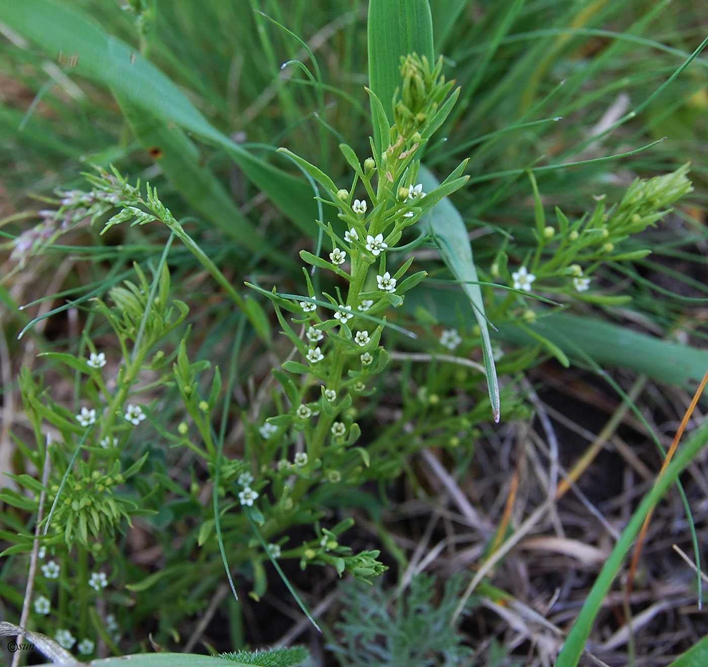 Изображение особи Thesium ramosum.