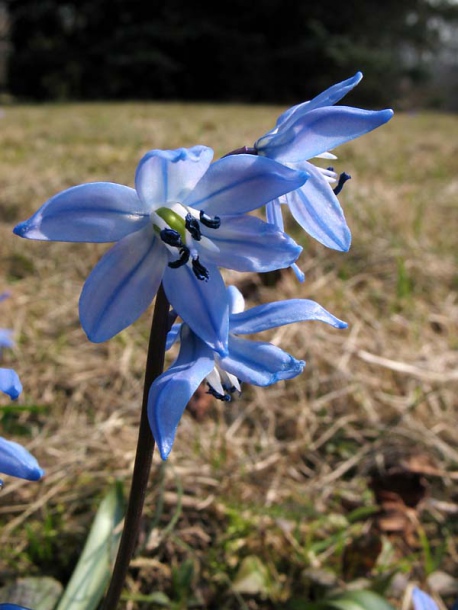 Image of Scilla siberica specimen.