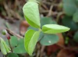 Oxalis acetosella