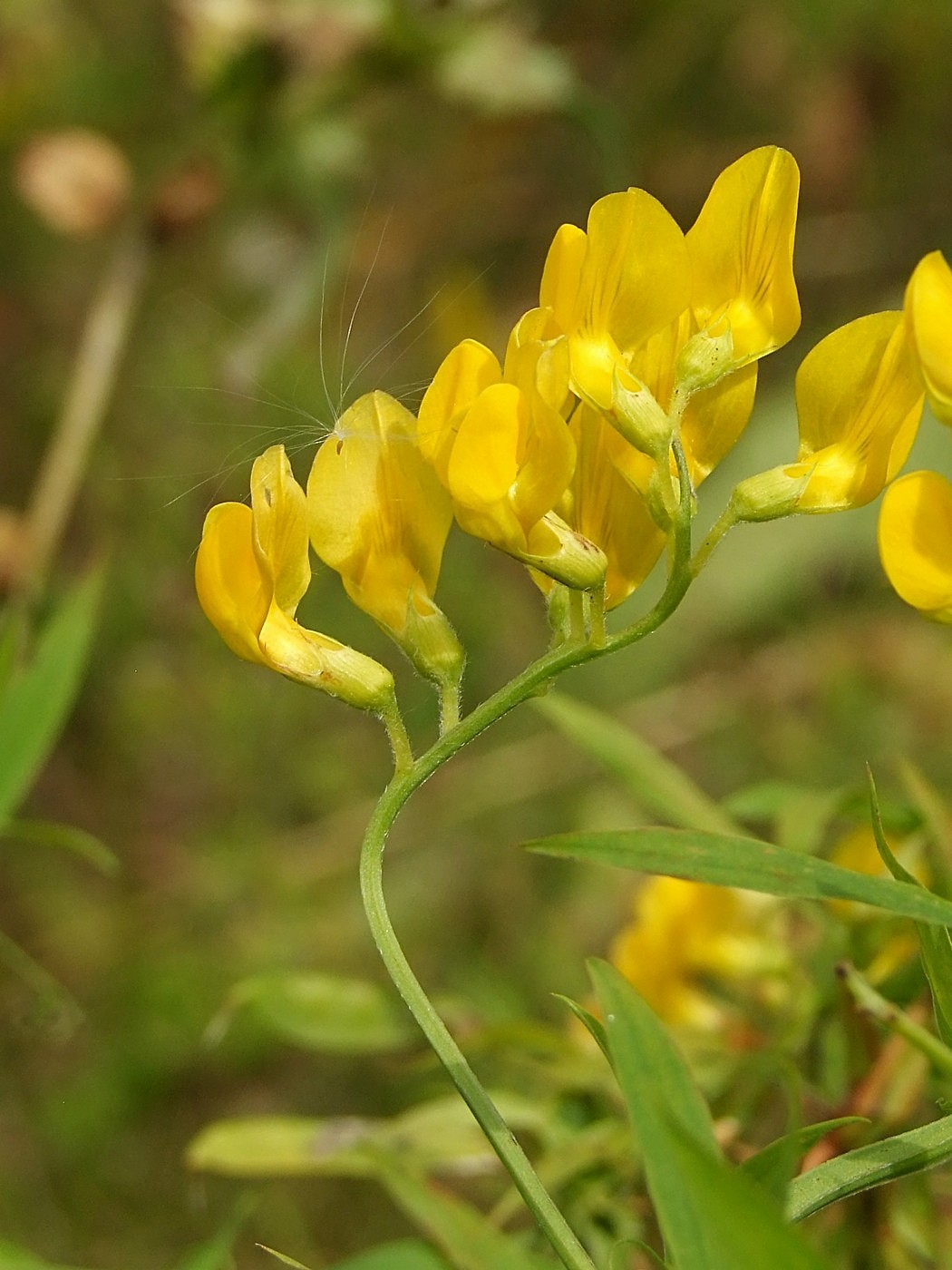 Изображение особи Lathyrus pratensis.