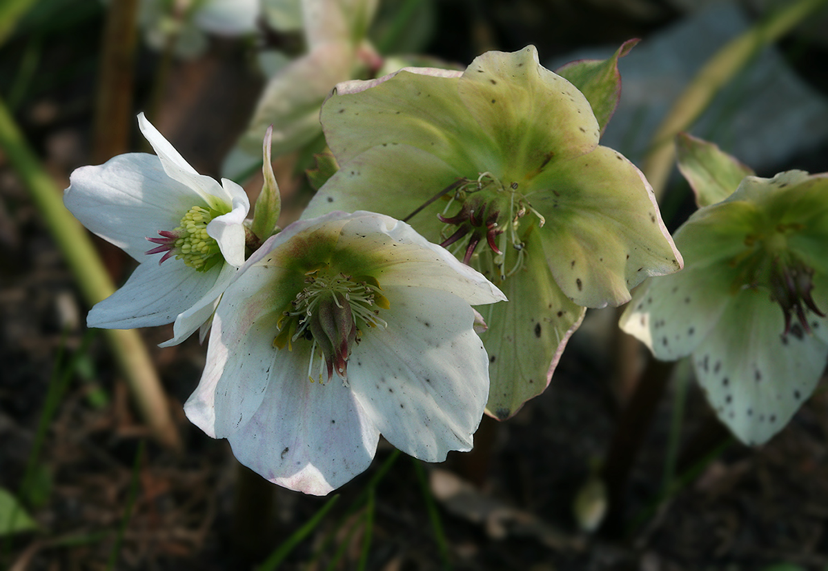 Изображение особи Helleborus niger.