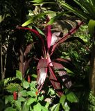 Cordyline fruticosa