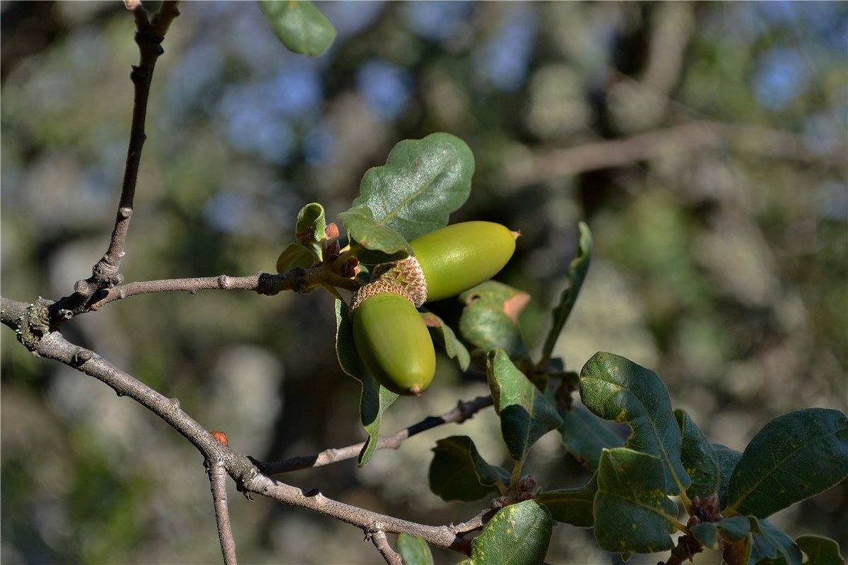 Image of Quercus petraea specimen.