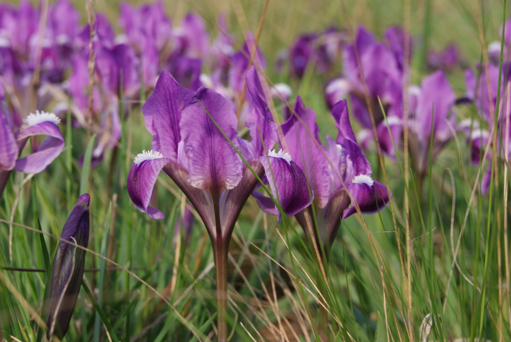 Image of Iris pumila specimen.