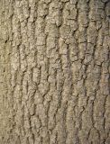 Fraxinus excelsior. Часть ствола зрелого дерева. Украина, Киев, заказник \"Лесники\", низинная часть. 10 апреля 2010 г.