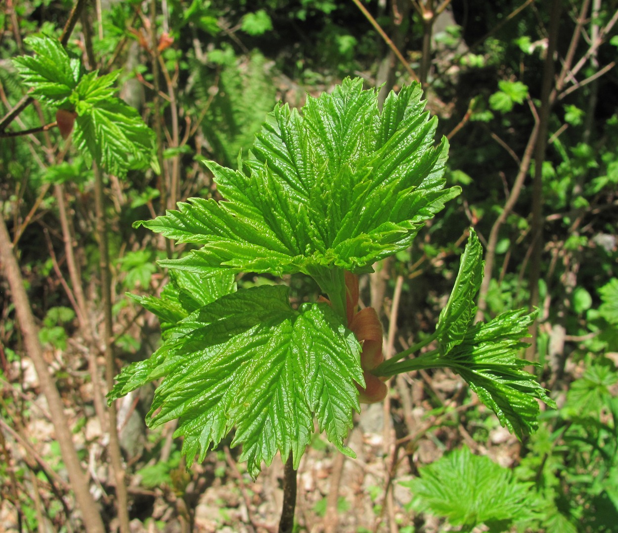 Image of Acer trautvetteri specimen.