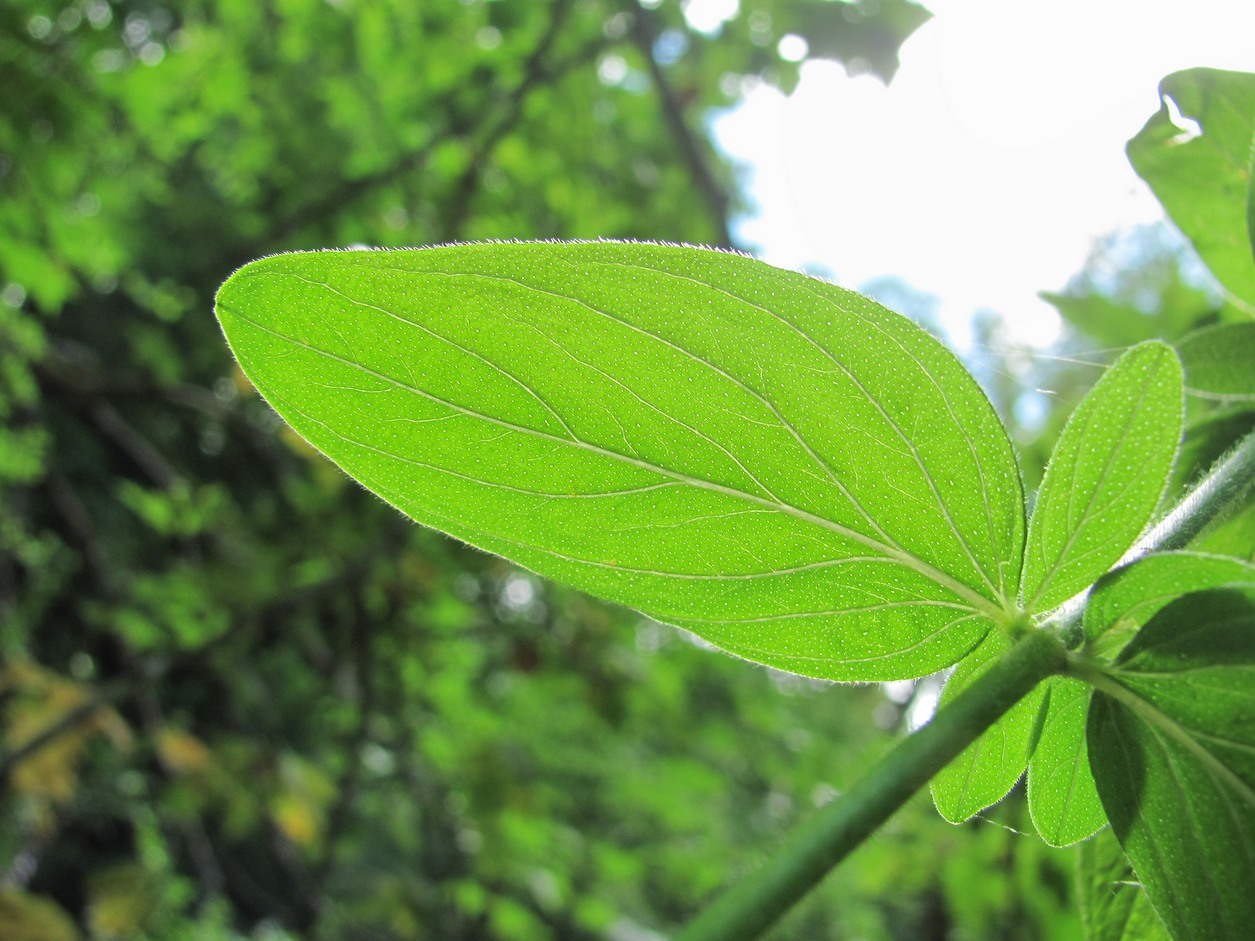 Изображение особи Hypericum hirsutum.