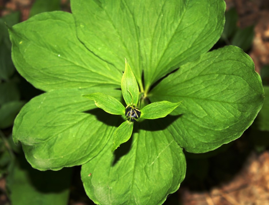 Image of Paris obovata specimen.