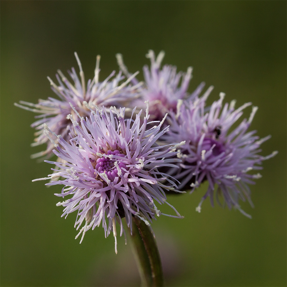 Изображение особи род Cirsium.