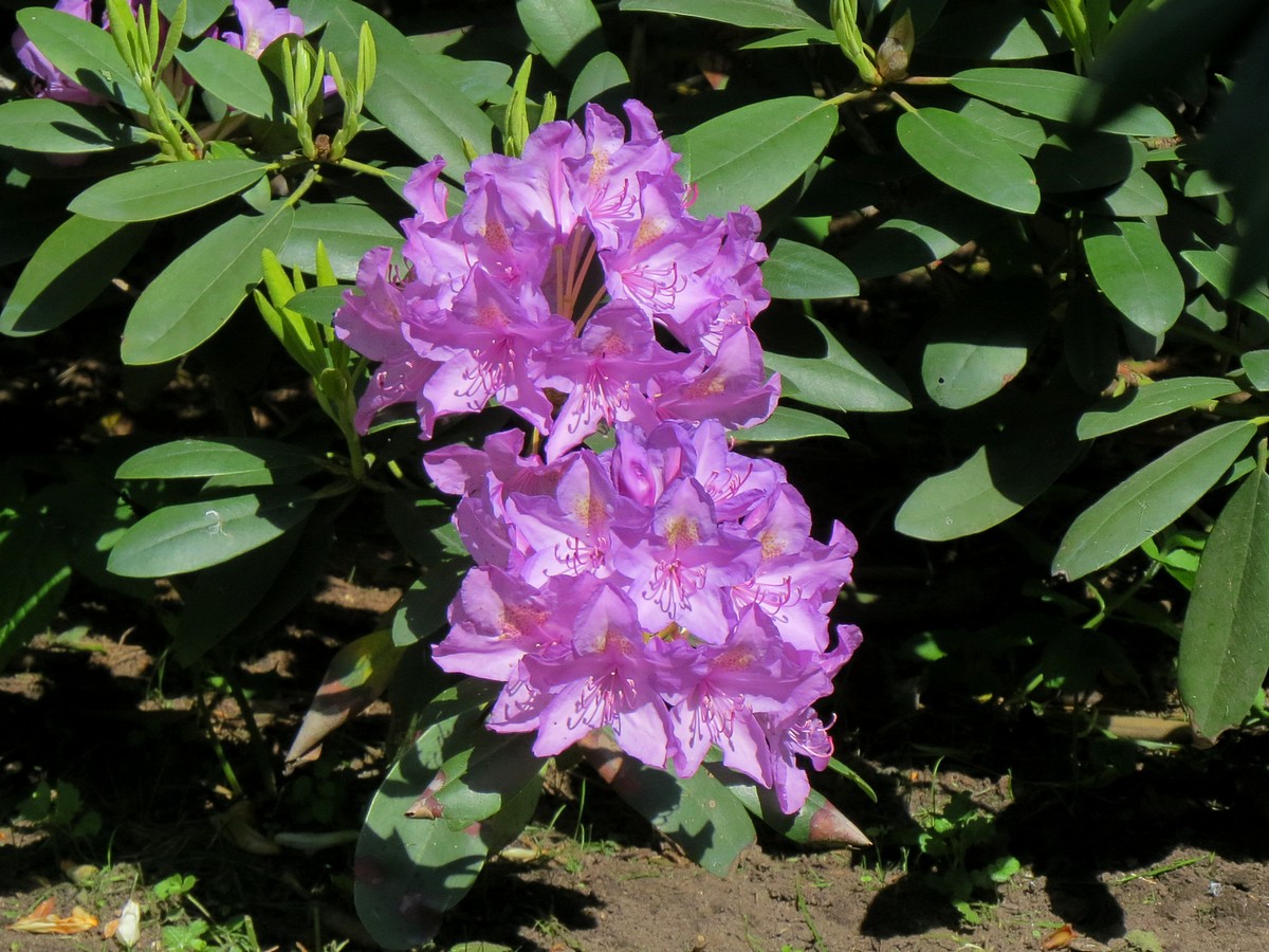 Изображение особи Rhododendron ponticum.