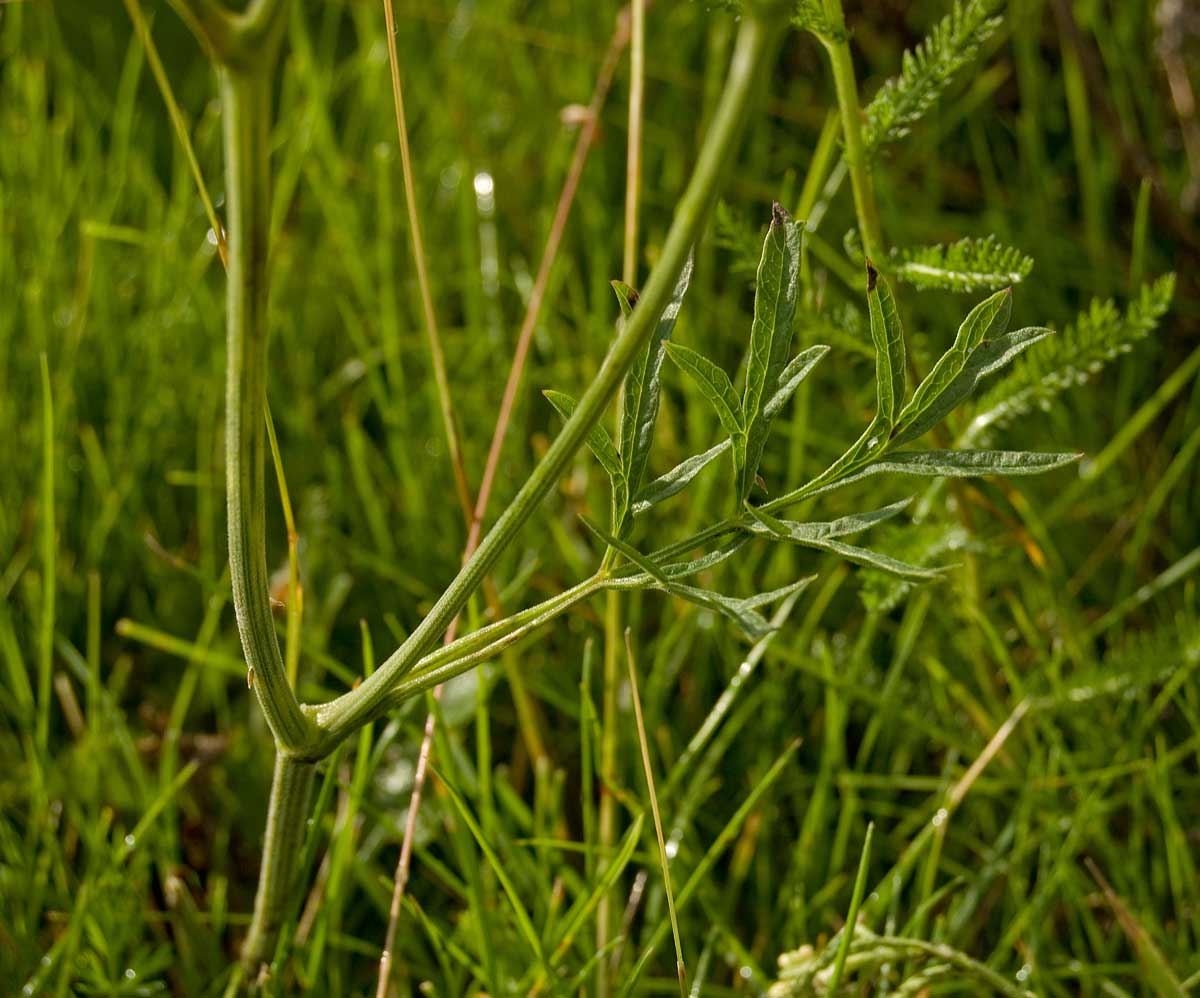 Image of Pimpinella nigra specimen.