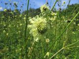 genus Cephalaria. Верхушка стебля с соцветием. Москва, ГБС РАН. 02.08.2017.