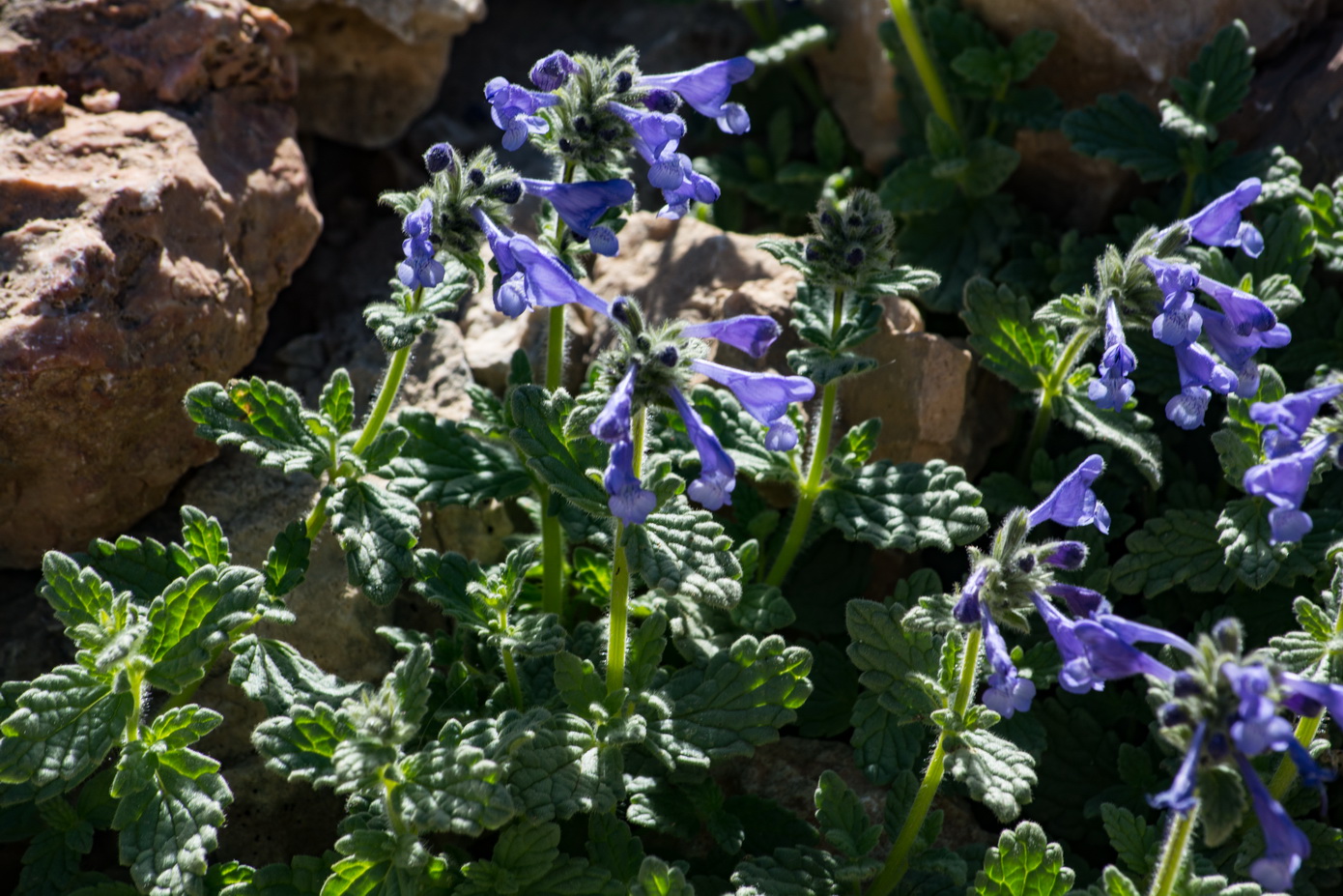Image of Nepeta supina specimen.