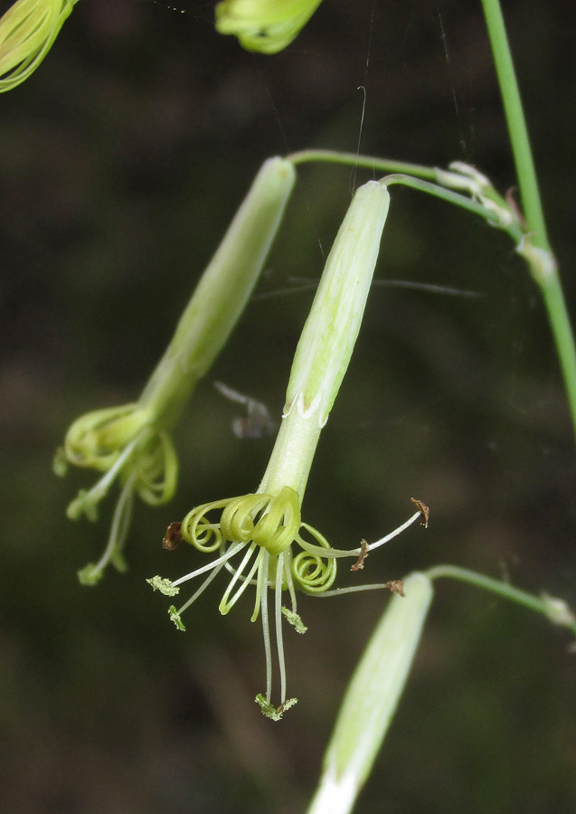 Image of Silene chlorantha specimen.